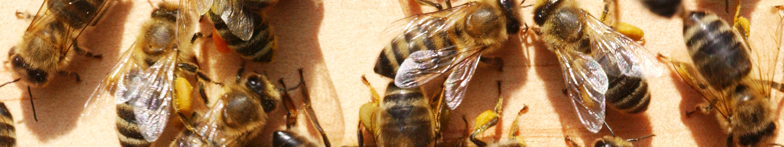 Bienen © Dienstleistungszentren Ländlicher Raum